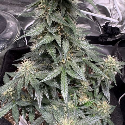 Fourth Lady growlog timeline photo