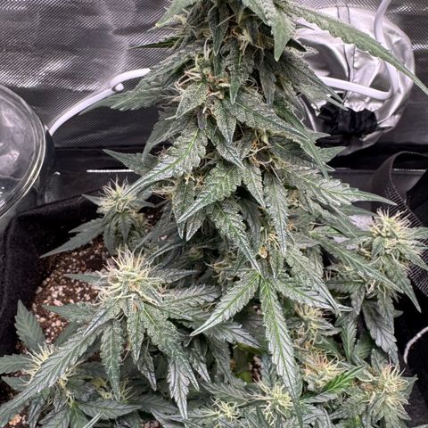 Fourth Lady growlog timeline photo