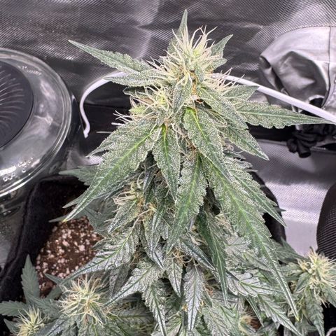Fourth Lady growlog timeline photo