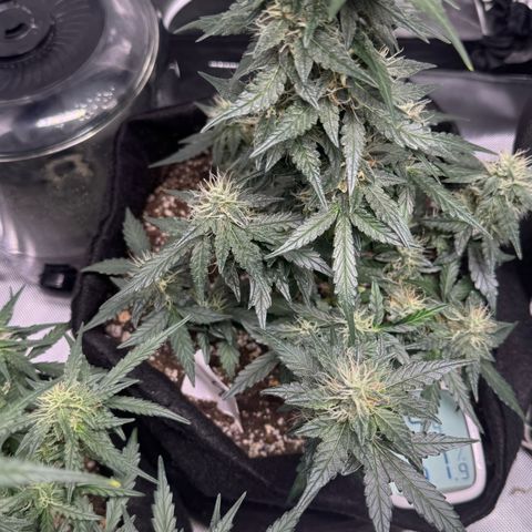 Fourth Lady growlog timeline photo