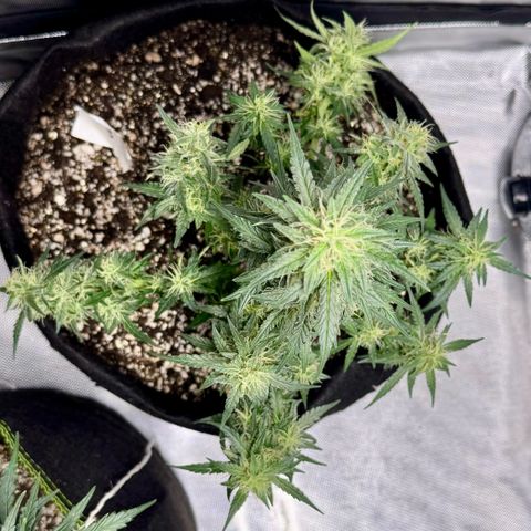 Third Lady growlog timeline photo