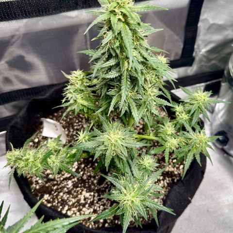 Third Lady growlog timeline photo