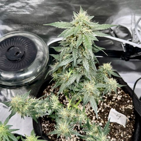 Fourth Lady growlog timeline photo