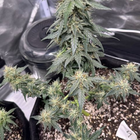 Fourth Lady growlog timeline photo