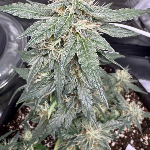 Fourth Lady growlog timeline photo
