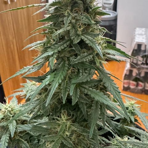 Fourth Lady growlog timeline photo