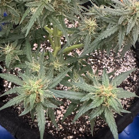 Fourth Lady growlog timeline photo