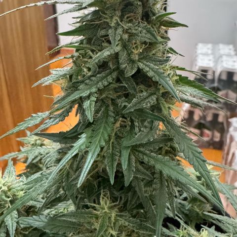 Fourth Lady growlog timeline photo
