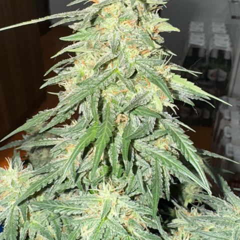 Fourth Lady growlog timeline photo
