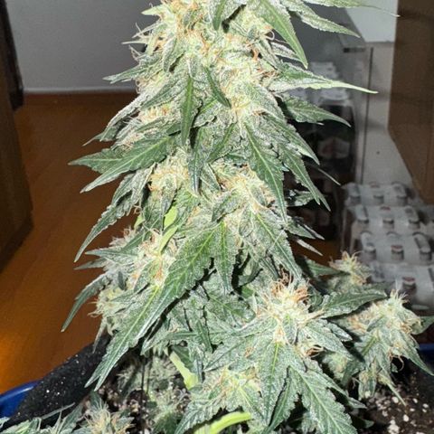 Third Lady growlog timeline photo