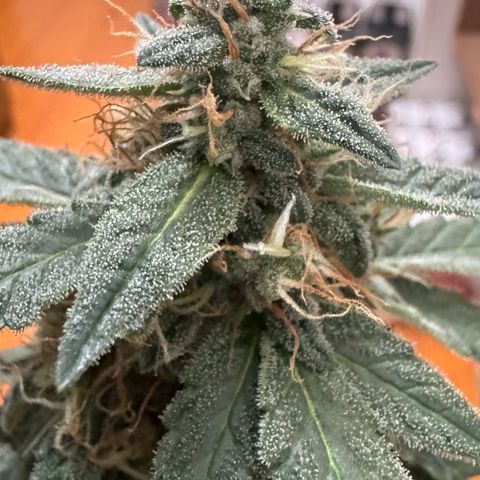 Third Lady growlog timeline photo