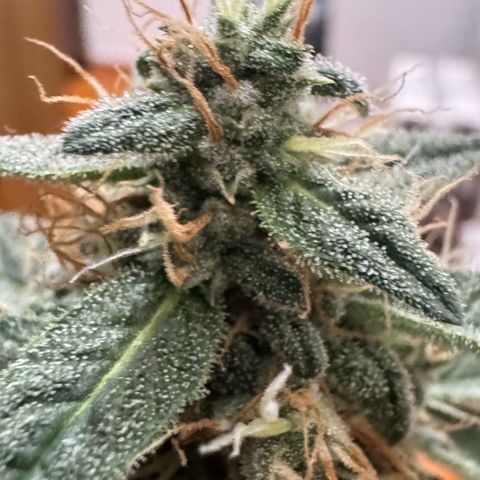 Third Lady growlog timeline photo