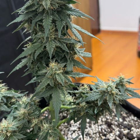 Third Lady growlog timeline photo