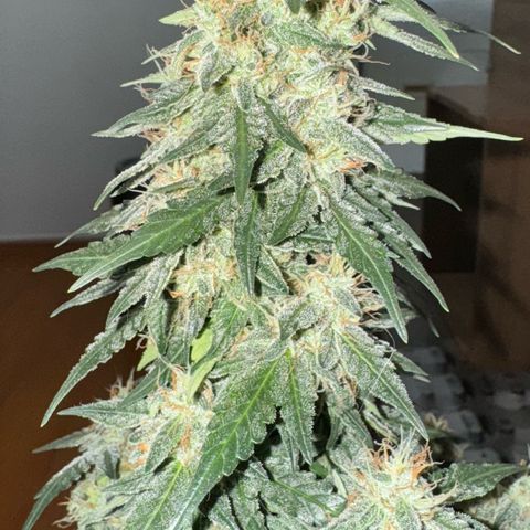 Third Lady growlog timeline photo