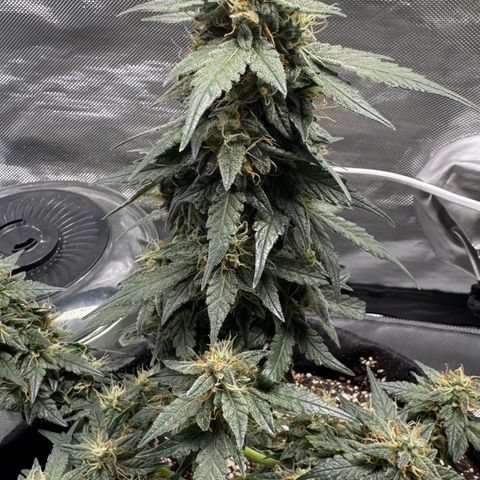 Third Lady growlog timeline photo