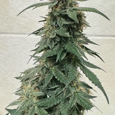 Fourth Lady growlog timeline photo