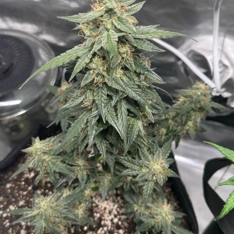 Fourth Lady growlog timeline photo