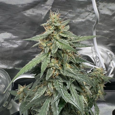 Fourth Lady growlog timeline photo