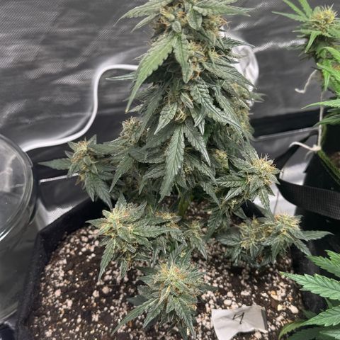 Fourth Lady growlog timeline photo