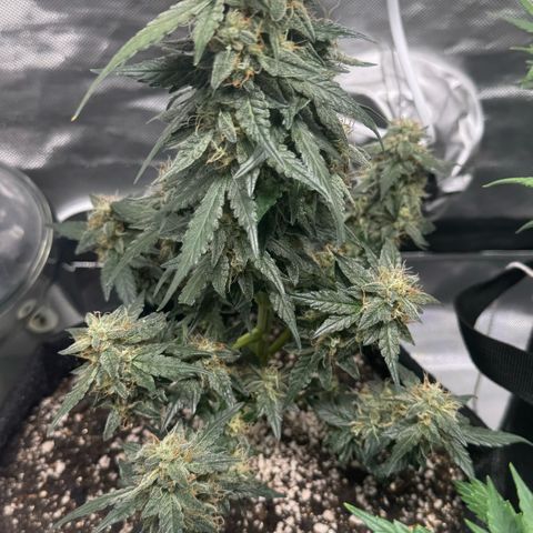 Fourth Lady growlog timeline photo