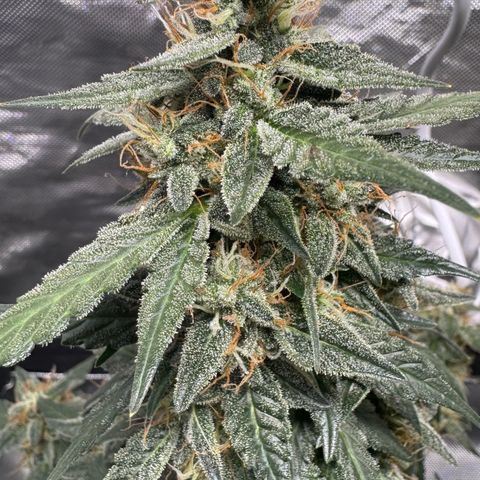 Fourth Lady growlog timeline photo