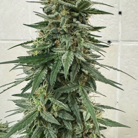 Fourth Lady growlog timeline photo