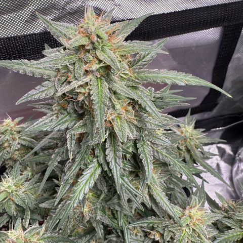 Third Lady growlog timeline photo