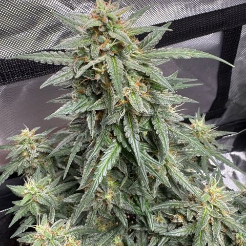 Third Lady growlog timeline photo
