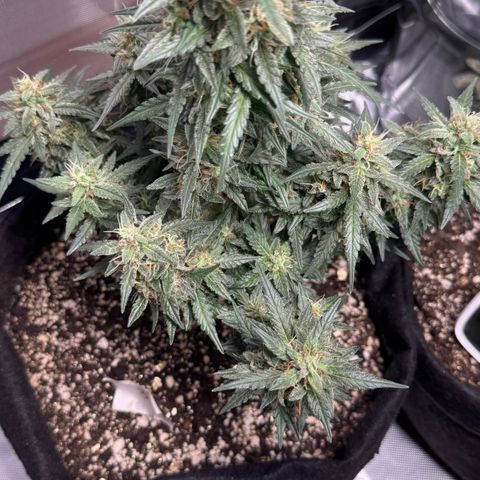 Third Lady growlog timeline photo