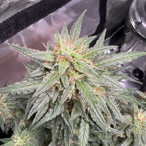 Third Lady growlog timeline photo