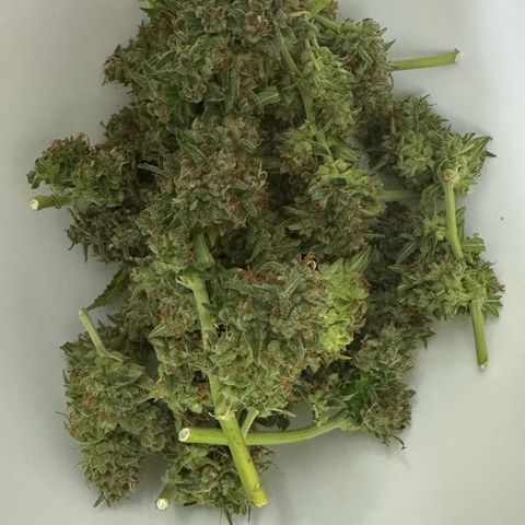 First Lady growlog timeline photo