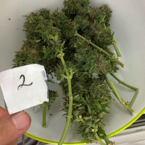 Second Lady growlog timeline photo