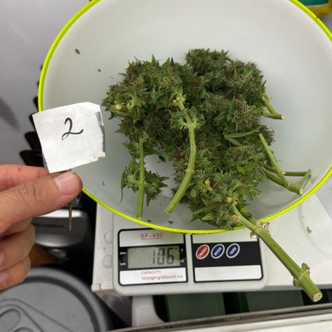 Second Lady growlog timeline photo