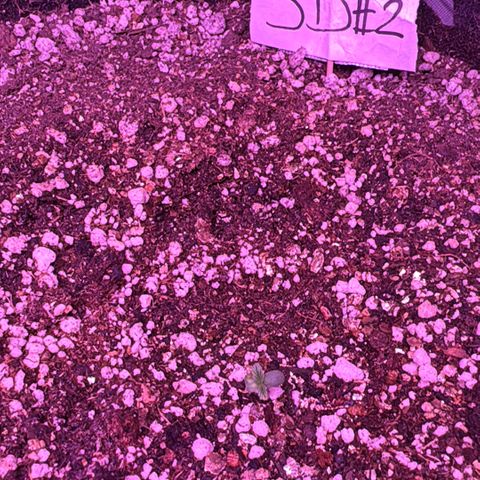 Sour Diesel Auto #2 growlog timeline photo