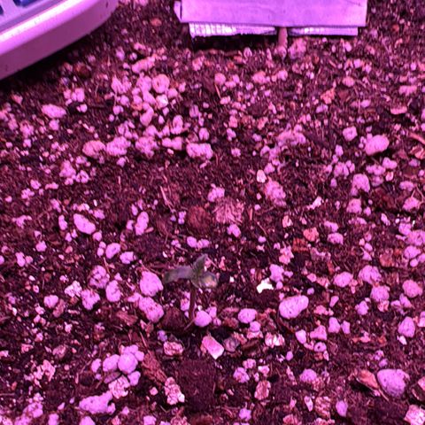 Bruce Banner Auto #1 growlog timeline photo