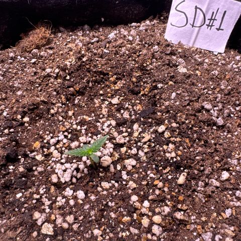 Sour Diesel Auto #1 growlog timeline photo