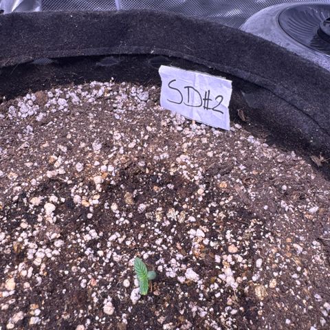Sour Diesel Auto #2 growlog timeline photo