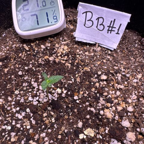 Bruce Banner Auto #1 growlog timeline photo