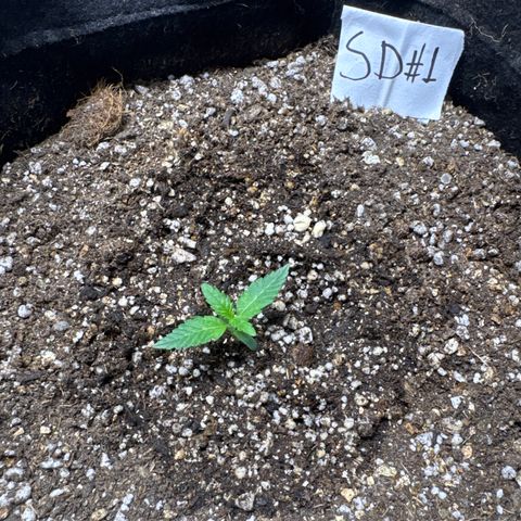 Sour Diesel Auto #1 growlog timeline photo
