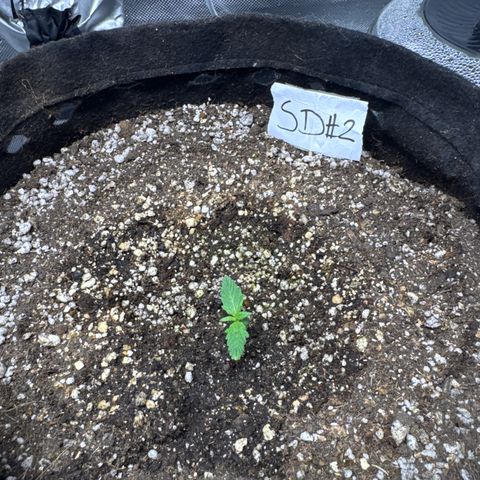 Sour Diesel Auto #2 growlog timeline photo