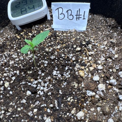 Bruce Banner Auto #1 growlog timeline photo
