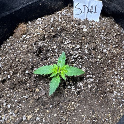 Sour Diesel Auto #1 growlog timeline photo