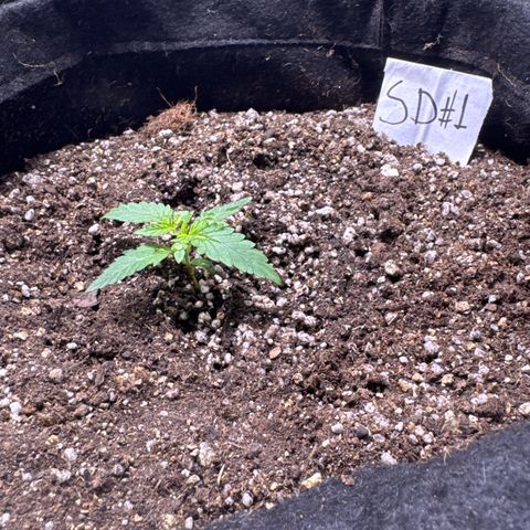 Sour Diesel Auto #1 growlog timeline photo