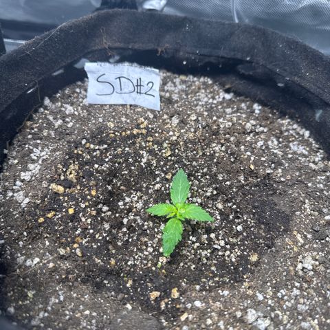 Sour Diesel Auto #2 growlog timeline photo