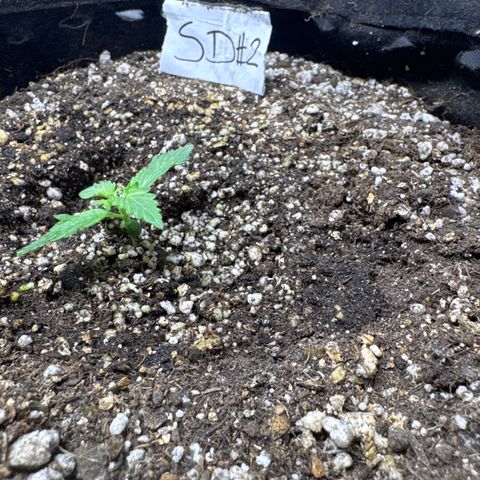 Sour Diesel Auto #2 growlog timeline photo