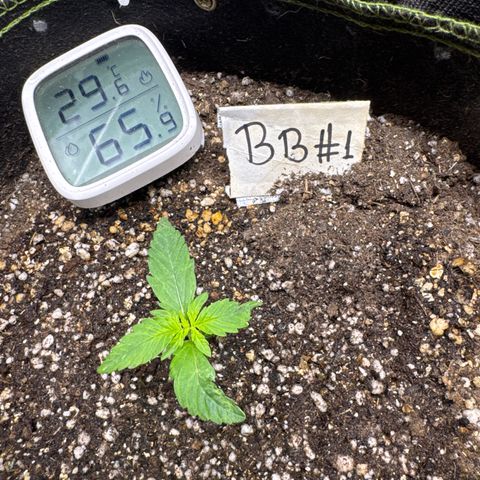 Bruce Banner Auto #1 growlog timeline photo