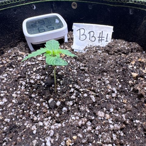 Bruce Banner Auto #1 growlog timeline photo