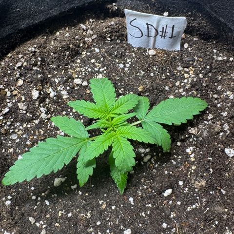 Sour Diesel Auto #1 growlog timeline photo