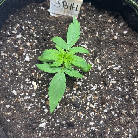 Bruce Banner Auto #1 growlog timeline photo