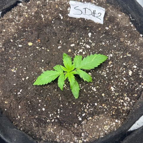 Sour Diesel Auto #2 growlog timeline photo